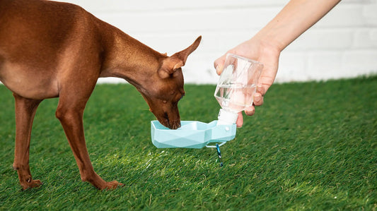 Pet Water Bottle - Sno's Finds